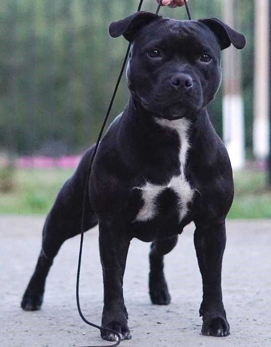 стаффордширский бультерьер